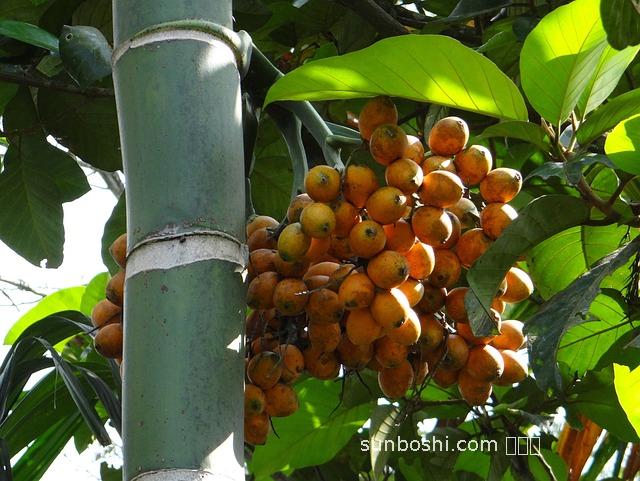 檳檳榔的危害作用與功效