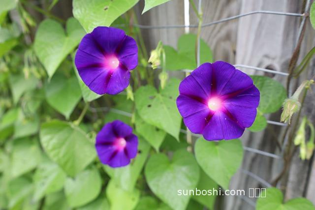 番薯藤的功效與作用-番薯藤葉的功效與作用