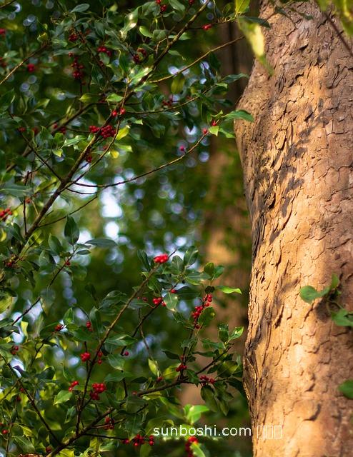 冬青樹皮的功效與作用