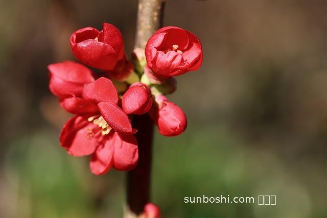 北方木瓜的功效與作用-北方木瓜的香味功效與作用