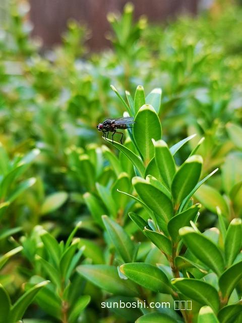 小飛楊的功效與作用