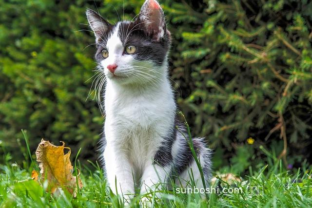 貓公草的功效與作用