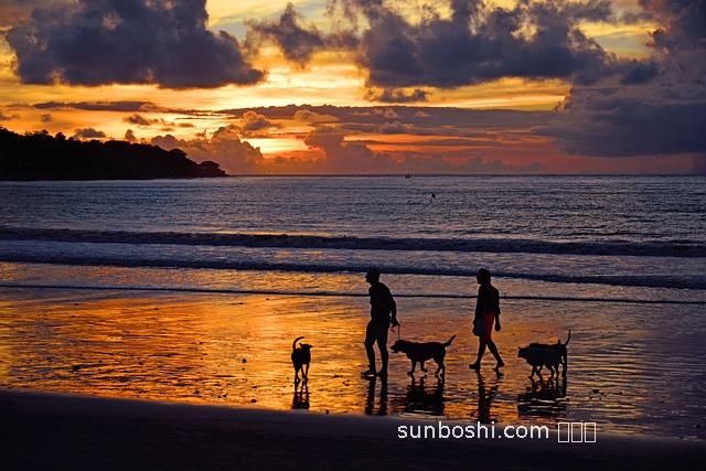 金線蘭的功效與作用