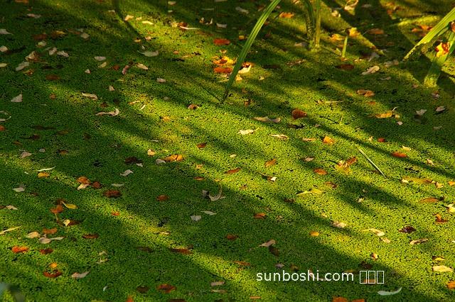 溪王草的功效與作用