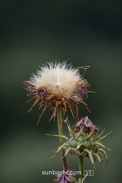 奶草有什么作用與功效-牛奶草的作用與功效-兔奶草的功效與作用