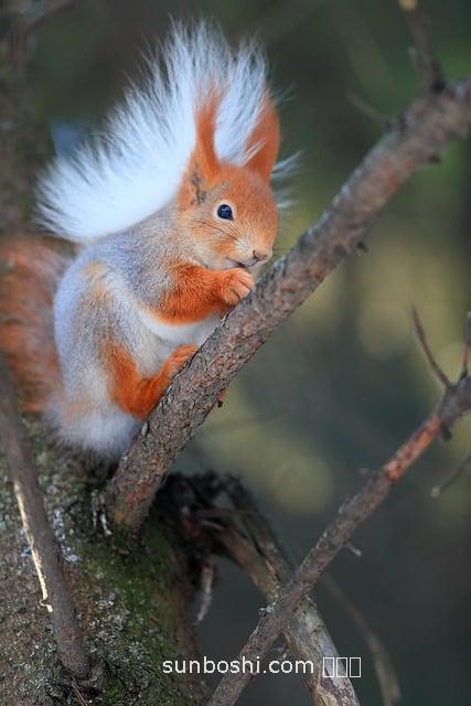 紅陳艾的功效與作用