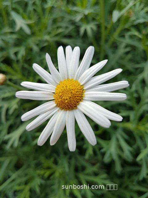 瑪卡片的功效與副作用-黑瑪卡片功效與作用-瑪卡片泡水的功效與作用