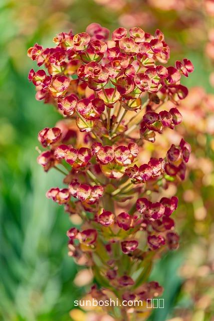 中藥雙花的功效與作用