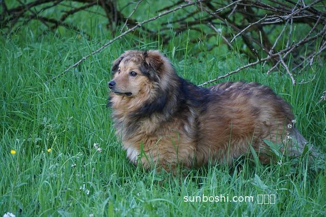 阿匹西林的功效與作用