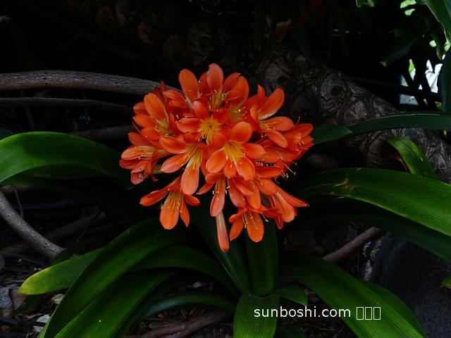 維迪片的作用與功效