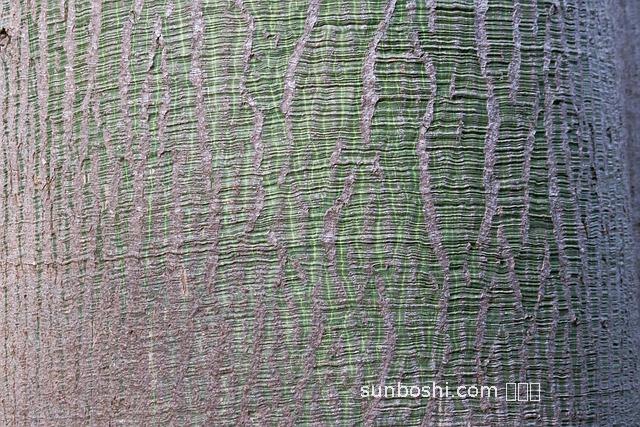 木棉樹皮的功效與作用