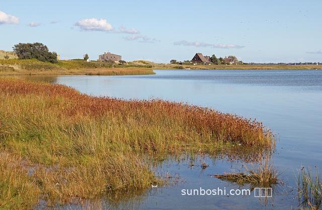 益木草顆粒功效與作用