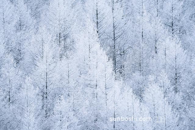 雪松木材的功效與作用