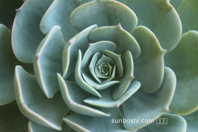 綠羅花的功效與作用