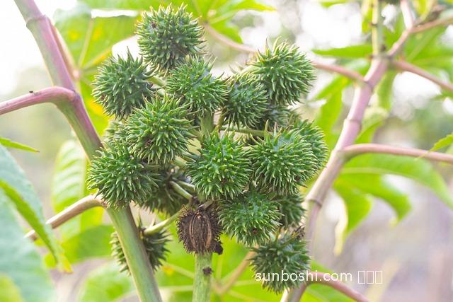 蓖麻籽仁的功效與作用