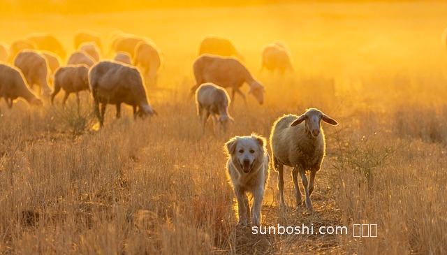 羊狗膏的功效與作用