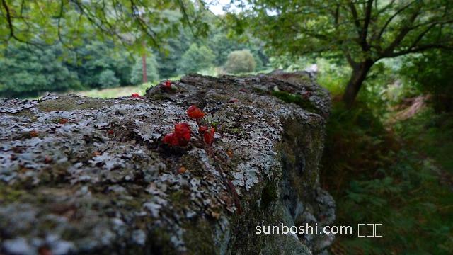 金前草的功效與作用