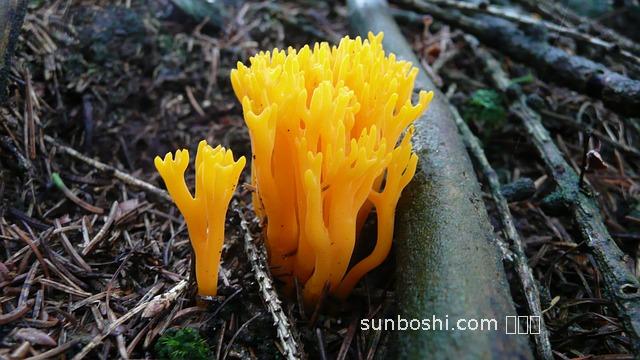 尼麥角林片的功效與作用-長春尼麥角林片功效與作用