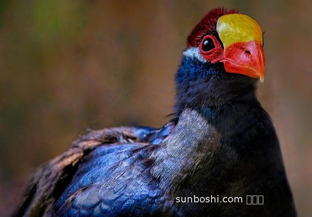車前草的功效與作用圖