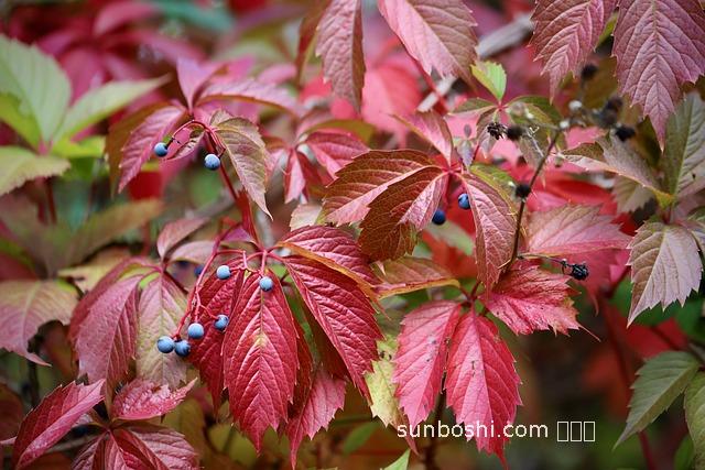 爬山虎的功效與副作用-爬山虎的作用與功效英文-爬山虎盆景的功效與作用