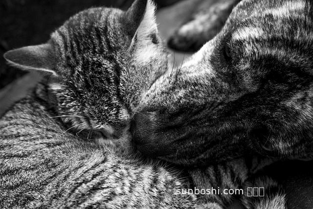 夢見和狗一起睡覺