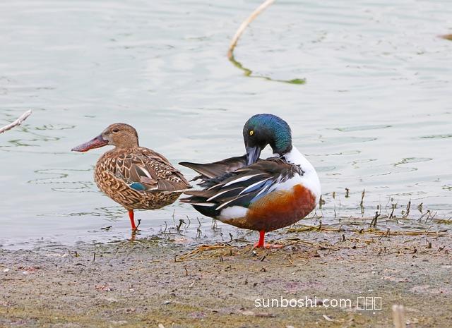 夢見兩性人-夢見女的是兩性人-夢見兩性人生殖器官