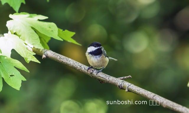 夢(mèng)見黑頭-夢(mèng)見黑頭發(fā)-夢(mèng)見拔黑頭