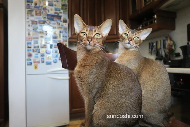 阿西匹林的功效與作用