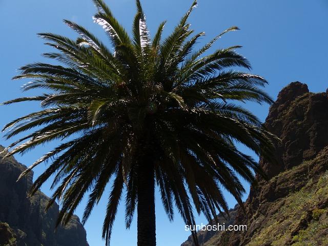 山棗葉茶的功效與作用