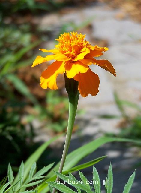 紅莧菜的功效與作用及禁忌-紅莧菜煲粥功效與作用-紅莧菜煮面條功效與作用