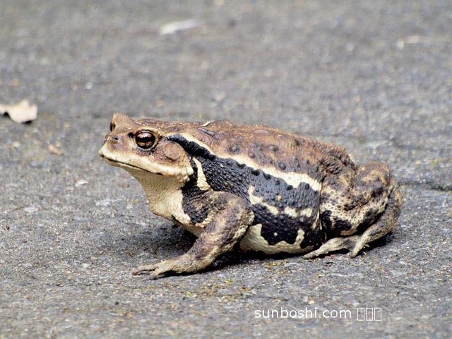 夢(mèng)見(jiàn)大青蛙-夢(mèng)見(jiàn)很大的青蛙-女人夢(mèng)見(jiàn)大青蛙